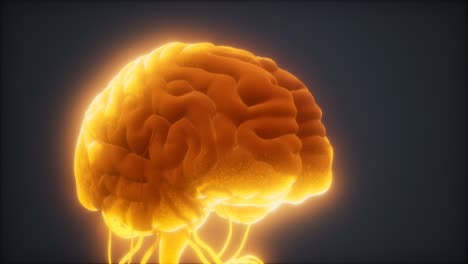 animated model of human brain