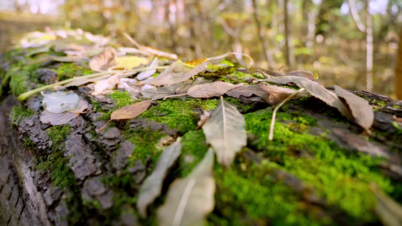 Close-up of a moss-covered log with scattered autumn leaves