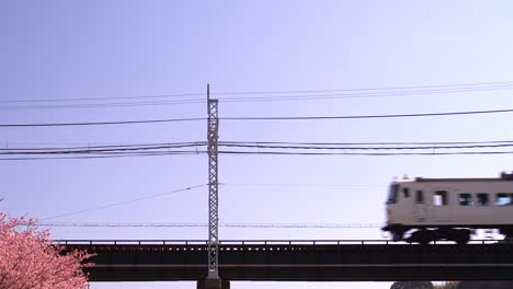 famoso tren jr odoriko corriendo sobre un puente con sakura en la esquina inferior