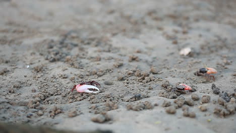 sea-crabs-on-a-beach,-aquatic-crabs,-fiddler-crabs,-red-crab,-Mangrove-Crab,-one-legged-crab