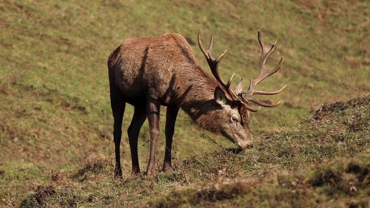 un ciervo macho adulto macho pastando en un campo verde, aislado, de cerca, concepto de conservación