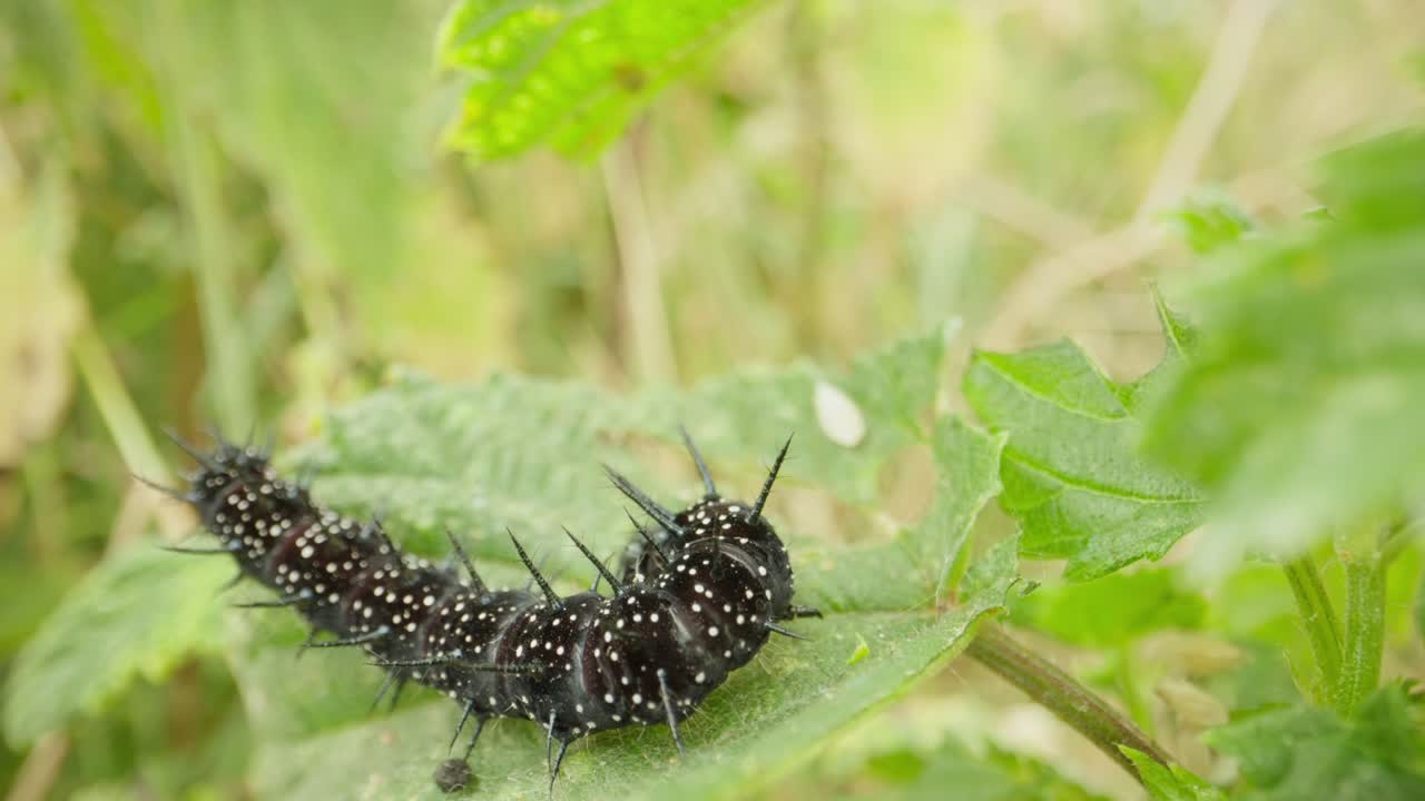 Peacock butterfly caterpillar feeding in summer light