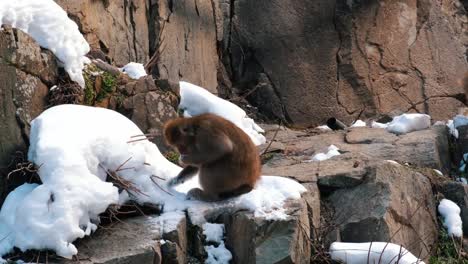 Japanischer-Schneeaffe-Klettert-Und-Sucht-Im-Schnee-Nach-Nahrung