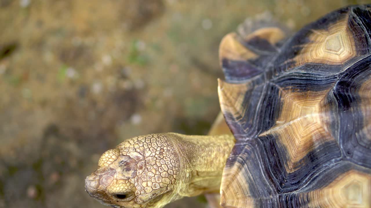 cerrar la cabeza de la tortuga sulcata