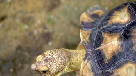 Close-up-the-head-of-Sulcata-tortoise