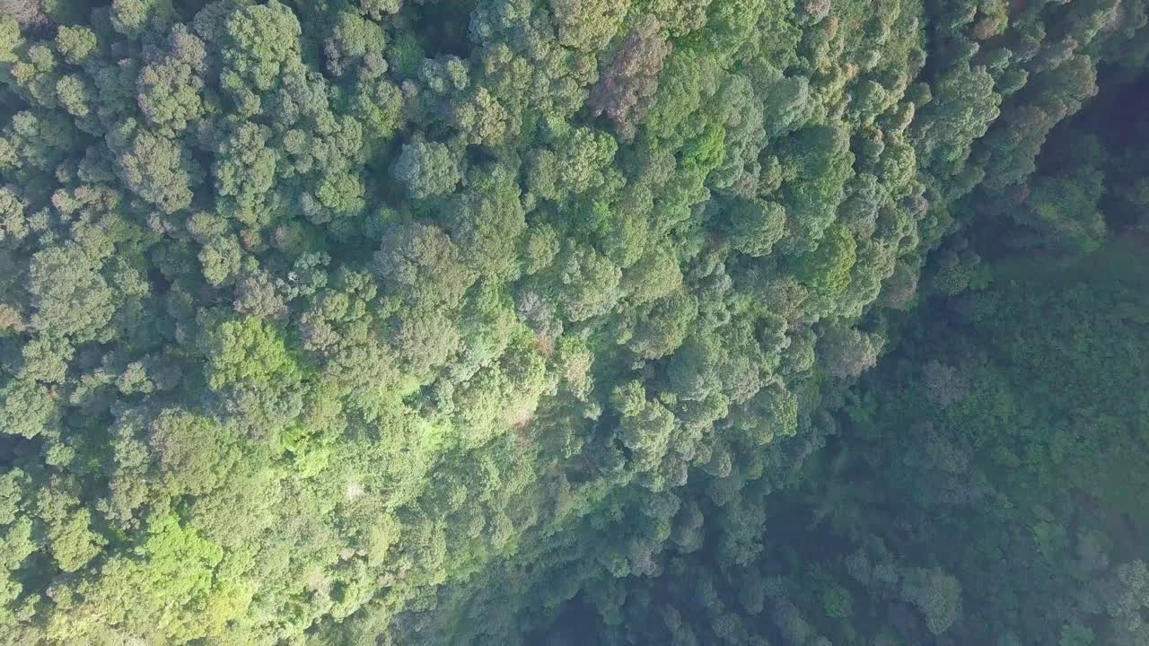video de drones de la parte superior de los árboles de la densa selva tropical que crecieron en exceso en el valle en el área de clima tropical