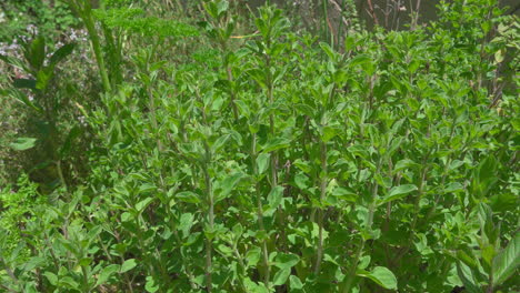 Fresh-oregano-in-a-home-garden