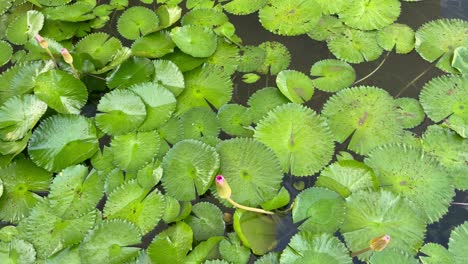 water lilies with green leaves floating , travelling shot