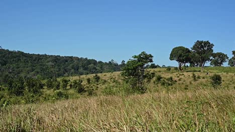 khao yai national park, thailand