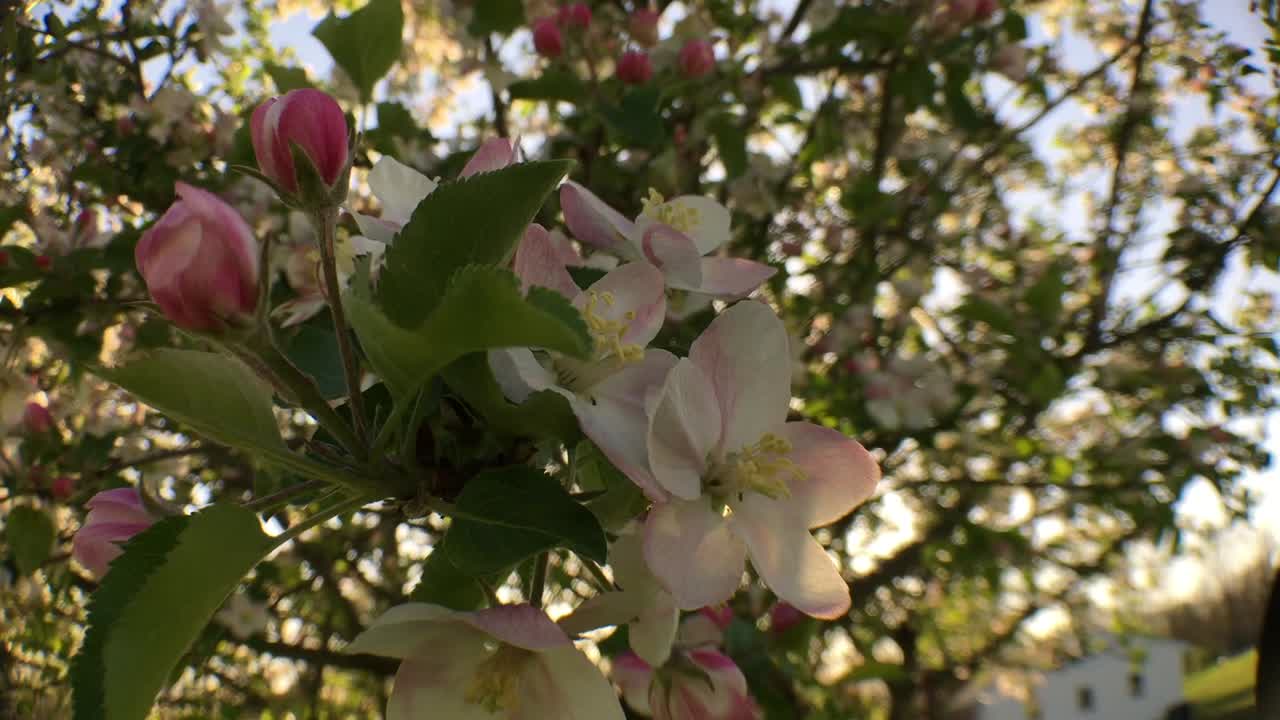 flores blancas en el árbol que sopla la brisa