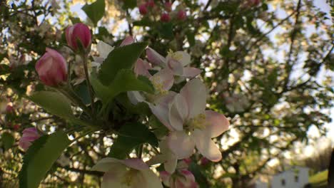 flores blancas en el árbol que sopla la brisa