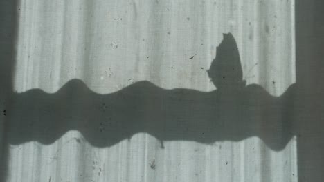 the shadow of the window and the butterfly on the curtain