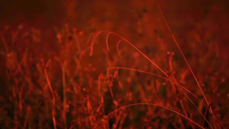 wild grasslands illuminated by street light above