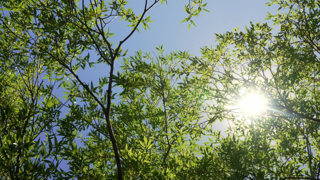 Sunlight streams through green leafy branches of a willow tree against a clear blue sky and a gentle breeze