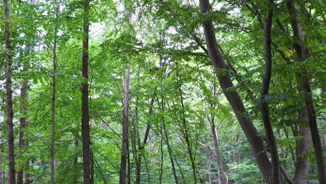 Dense-green-forest-with-tall-trees
