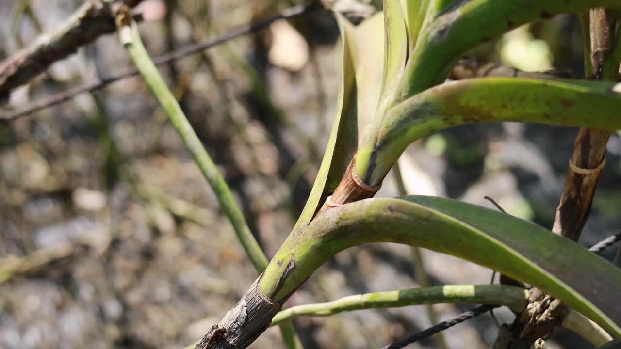 A detailed exploration of green leaves in natural sunlight, highlighting textures and growth in a lush environment