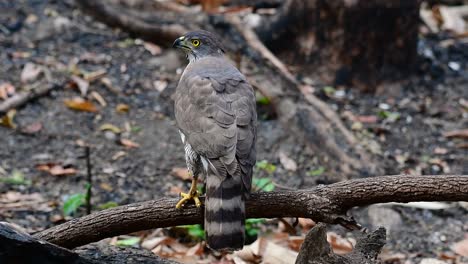 the crested goshawk is one of the most common birds of prey in asia and belonging to the same family of eagles, harriers