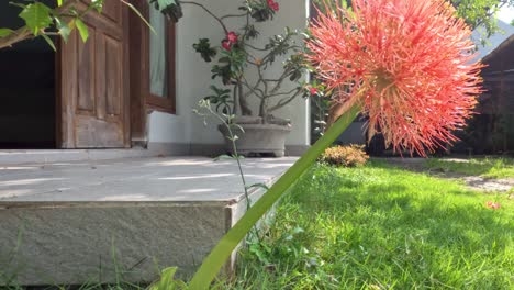 flowering scadoxus plant, has a red ball-like shape, weak green stems