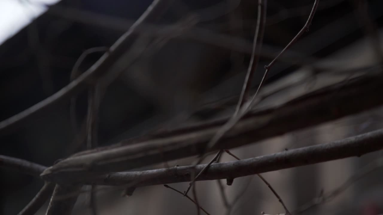 cerrar ramas y tirar el enfoque en un puente de madera en cullen gardens central park en whitby, canadá
