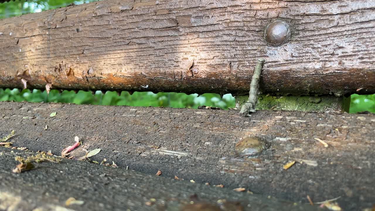 Caterpillar moving in a bench, nature life, medium close up, 4k