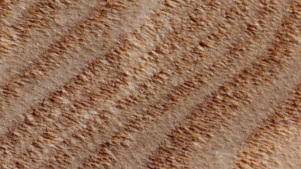 Close-up Images of Wood Grain Textures