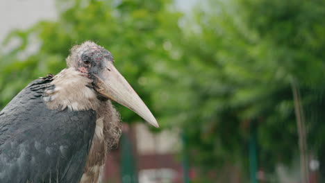 close-up of an african or southern bald ibis