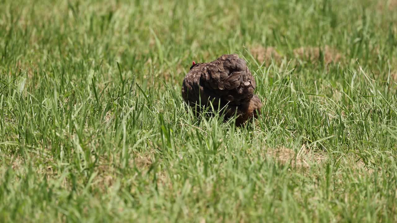 la gallina se alimenta y se mueve en la hierba verde