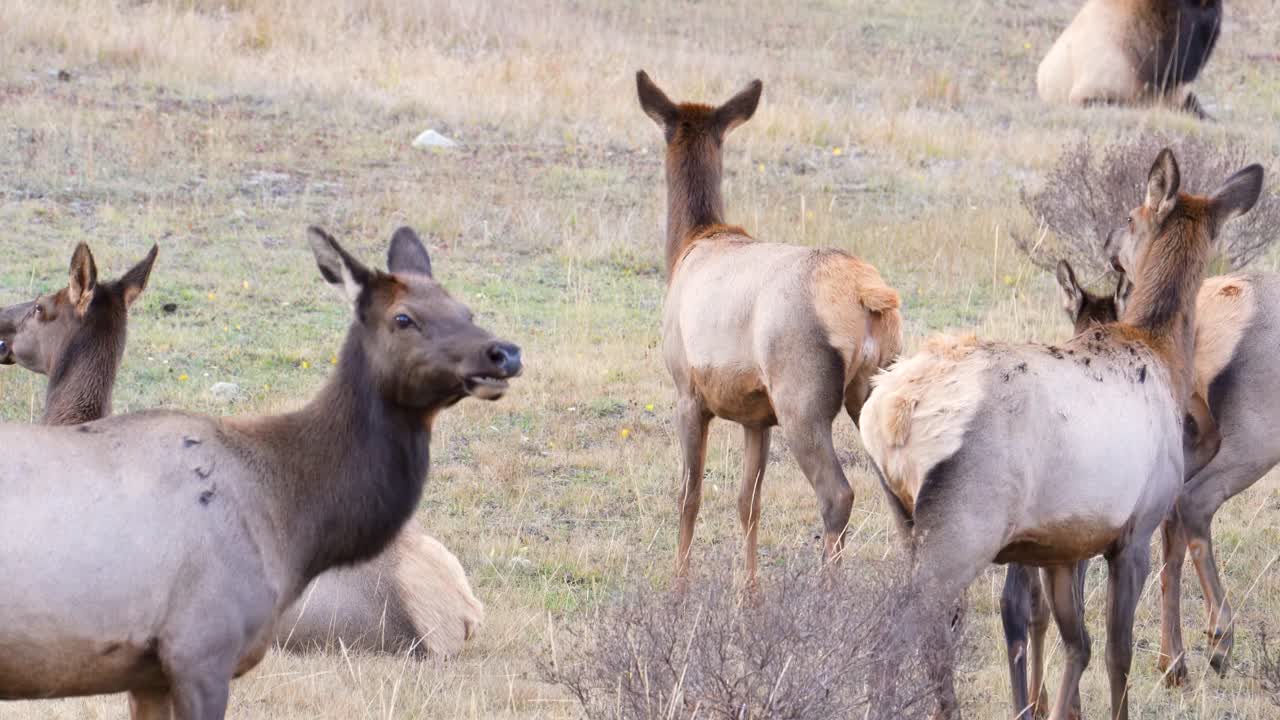 Alci spaventate si alzano rapidamente da terra e si guardano intorno mentre un'alce urinava nel Parco Nazionale delle Montagne Rocciose in Colorado, USA
