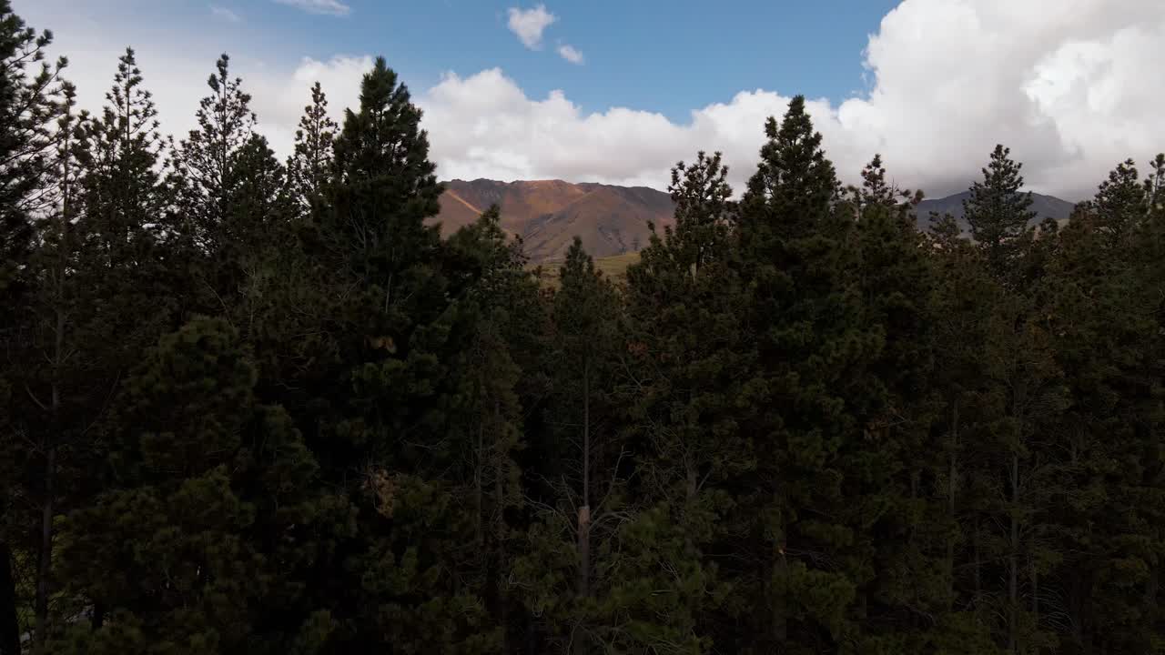 drone volando bajo sobre las copas de los árboles de coníferas para revelar una hermosa y seca cordillera en mackenzie, nueva zelanda