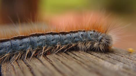 extreme macro close up and extreme slow motion of a western tent caterpillar moth getting greeting by a bug