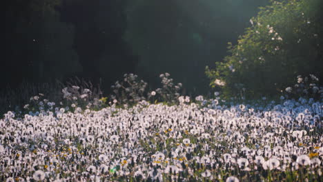 serene swedish meadow at sunset with dandelions, static medium shot