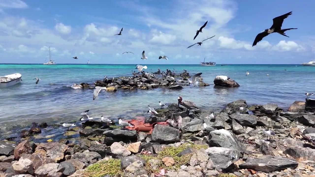 Filmato dinamico di pellicani, gabbiani e fregate che si radunano su rocce costiere per nutrirsi, mostrando un vivace comportamento della fauna selvatica nel loro habitat naturale.