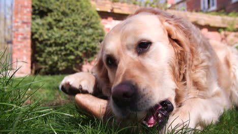 disparo en cámara lenta del hueso de masticación del golden retriever