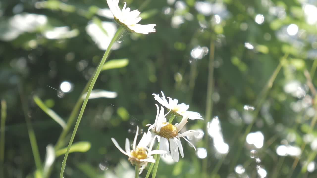바람에 날아다니는 사탕수수