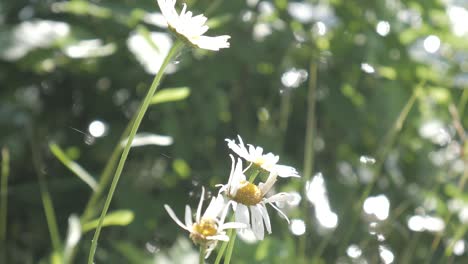 dandelions blowing in the wind