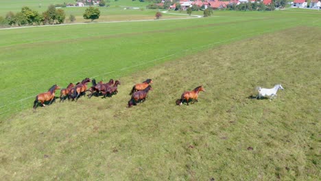 a drone view of a herd of horses runs across the field