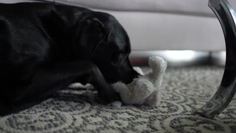 black labrador retriever dog playing with a soft plush toy