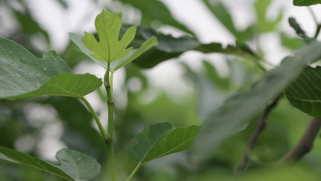 las hojas de higo jóvenes después de la lluvia se balancean en el viento