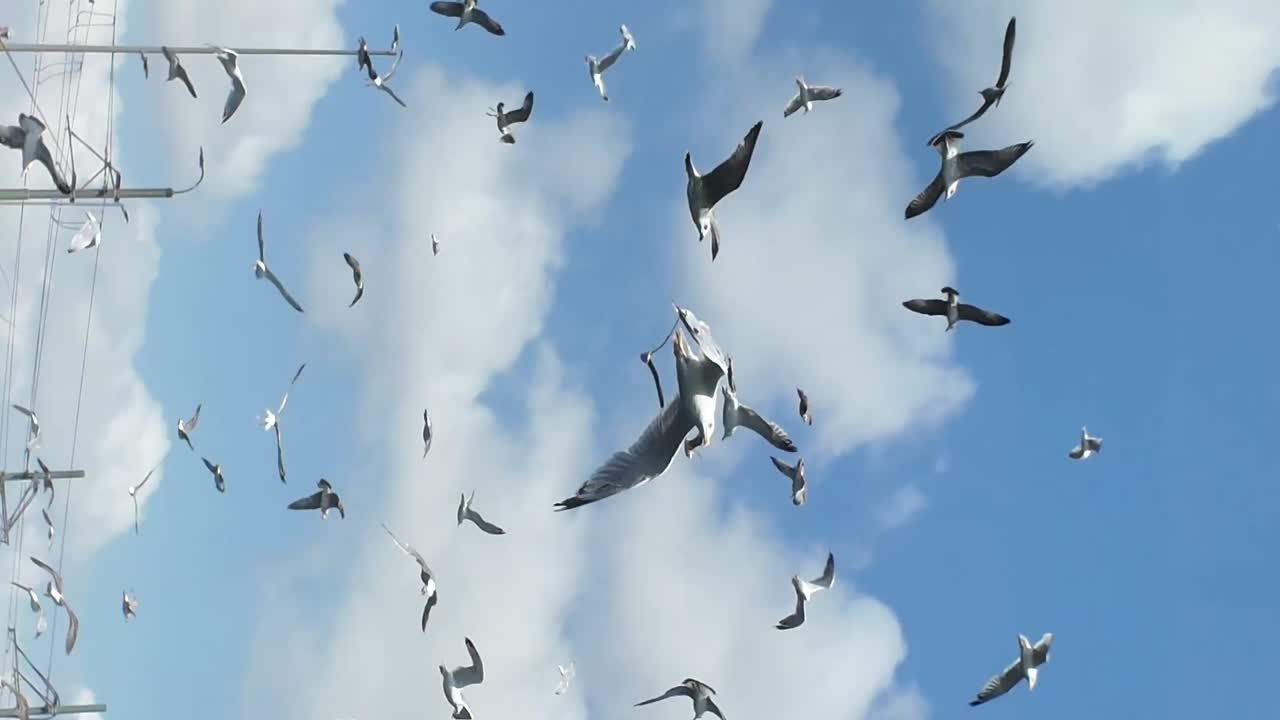 Seagulls flying in the sky