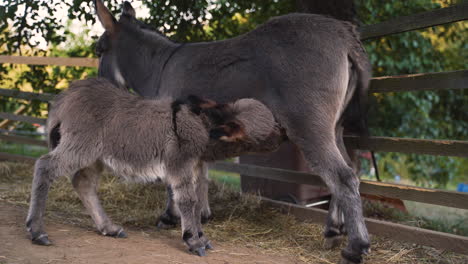 a cute little newborn miniature mediterranean donkey with a fringe standing below its mother, drinking her milk, while she is standing next to a farm plank fence, whipping her tail, static 4k shot