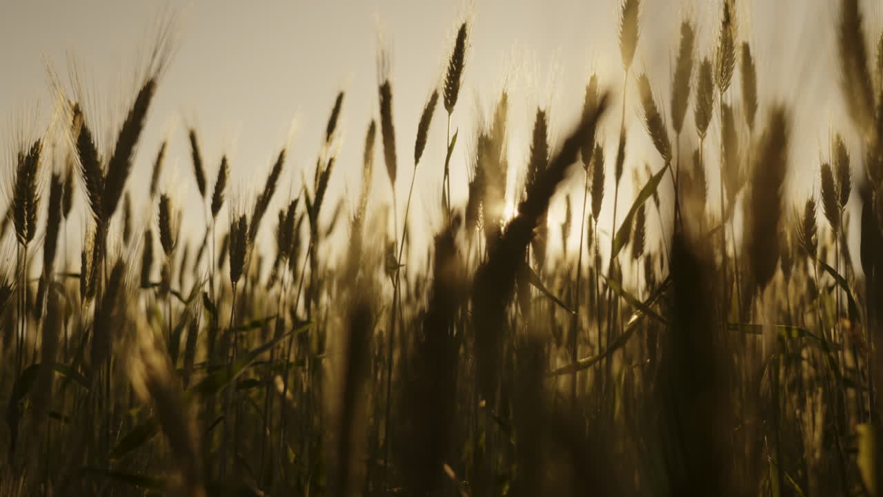 Hvedemark ved solnedgang