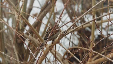 a single sparrow visits a branch for a moment, jumps up and turns around, then dashes off toward a nearby feeder