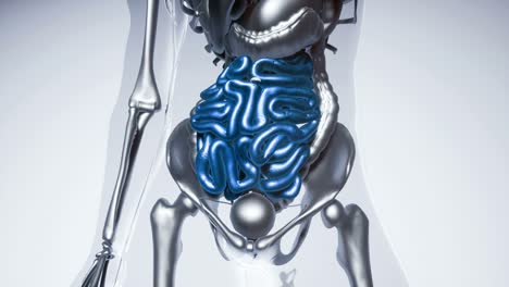 modelo de intestino humano con todos los órganos y huesos