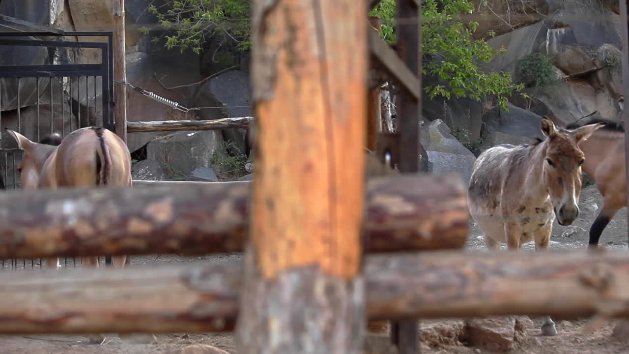 동물원에서 나무 울타리 뒤에 걷는 작은 갈색 말