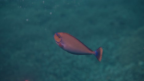 cinematic orange tang fish swimming downward towards the seabed in clear turquoise water