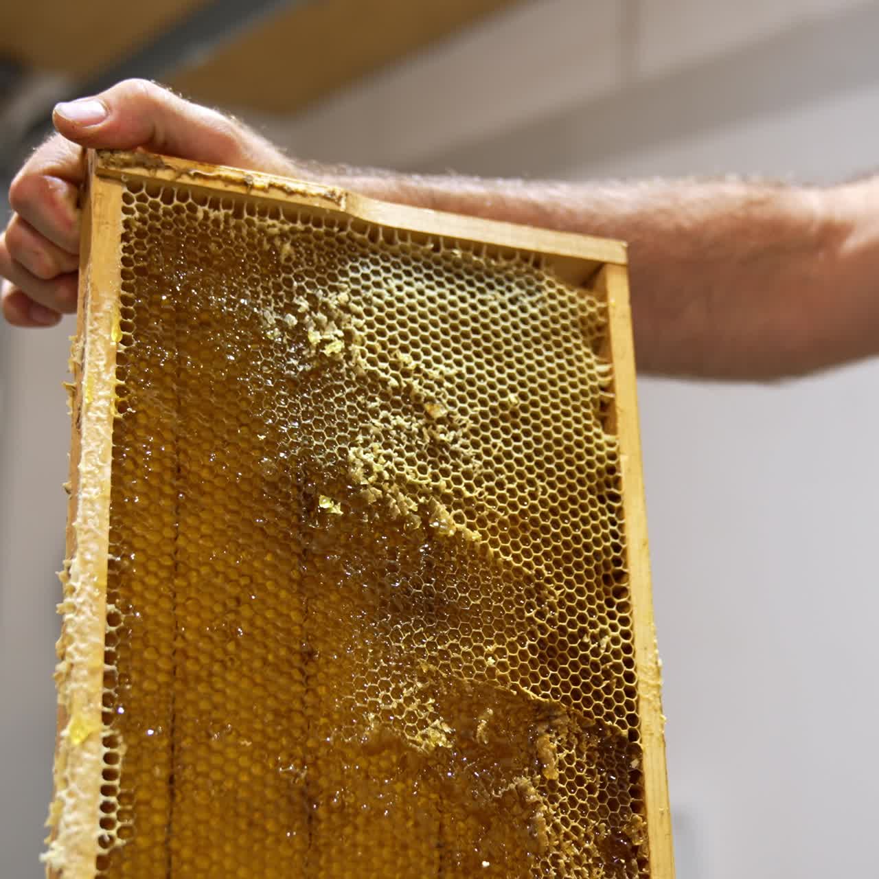 Preparation of honey frame for convenient honey extraction at apiary. Man holds a frame and cuts the tops of honeycombs with electric knife