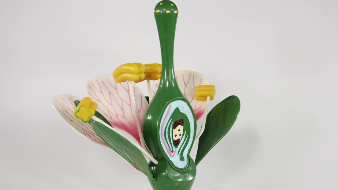 un modelo de flor se abre y revela las partes interiores