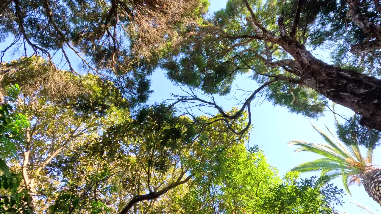 Looking up at trees in Melbourne Zoo
