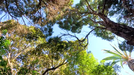 looking up at trees in melbourne zoo