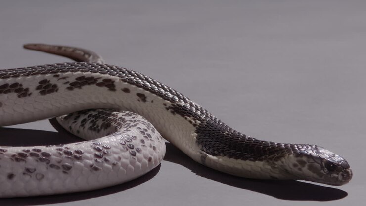 Cobra sputatore che striscia su sfondo, documentario naturalistico